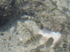 Abudefduf declivifrons