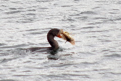 Myoxocephalus