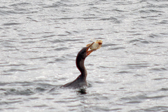 Myoxocephalus