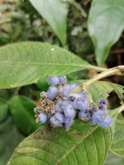 Palicourea pilosa