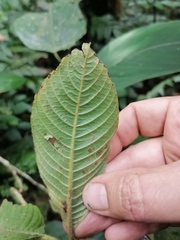 Palicourea pilosa