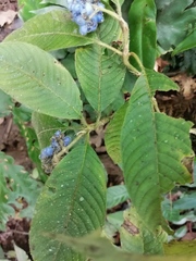 Palicourea pilosa
