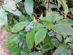 Palicourea pilosa