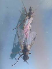 Bibiodes halteralis