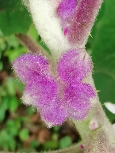 Solanum quitoense
