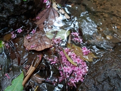 Macrocnemum roseum