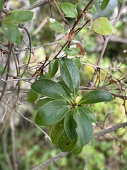 Berberis microphylla