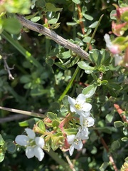 Escallonia virgata