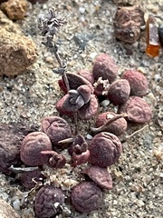 Dudleya brevifolia