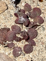 Dudleya brevifolia