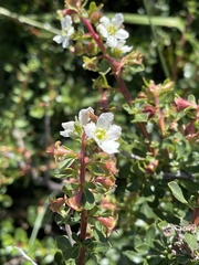 Escallonia virgata
