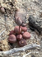 Dudleya brevifolia
