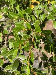 Nothofagus betuloides