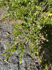 Nothofagus betuloides