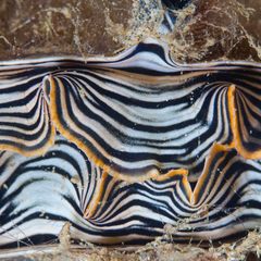 Atrina vexillum
