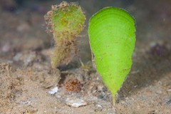 Udotea