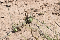 Ibervillea tenuisecta