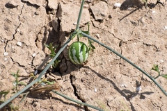 Ibervillea tenuisecta