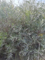 Schinus lentiscifolia