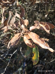 Quercus frutex