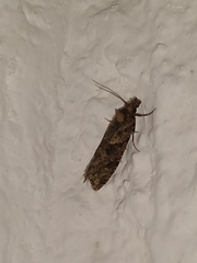 Cryptaspasma