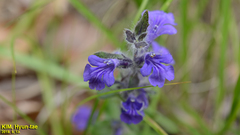 Ajuga multiflora
