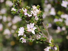 Boronia algida