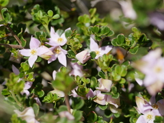 Boronia algida
