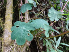 Tropaeolum tuberosum