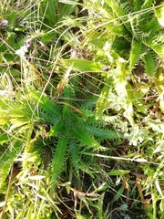Eryngium serra