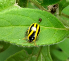 Alagoasa crassipleura