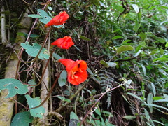 Tropaeolum tuberosum