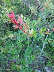 Xylosma tweediana