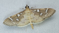 Cotachena histricalis