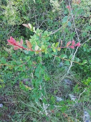 Xylosma tweediana