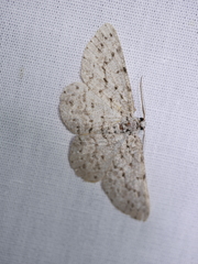 Tephrosia exesaria