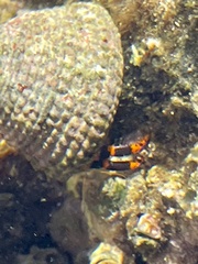 Calcinus pictus