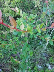Xylosma tweediana