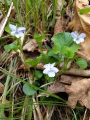 Viola labradorica