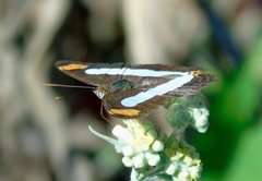 Adelpha iphicleola iphicleola