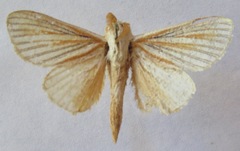 Grammodora nigrolineata