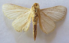 Grammodora nigrolineata