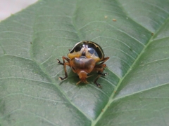 Oligocorynus convexiusculus