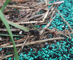 Himalphalangium spinulatum