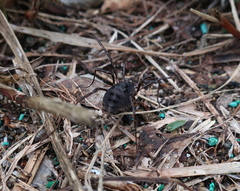 Himalphalangium spinulatum