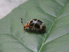 Oligocorynus convexiusculus