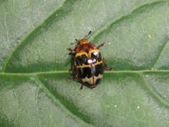 Oligocorynus convexiusculus