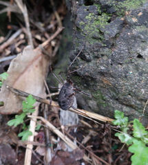 Himalphalangium spinulatum