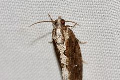 Oxysemaphora notialis