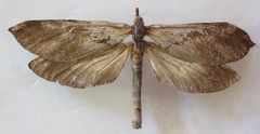 Phassus huebneri